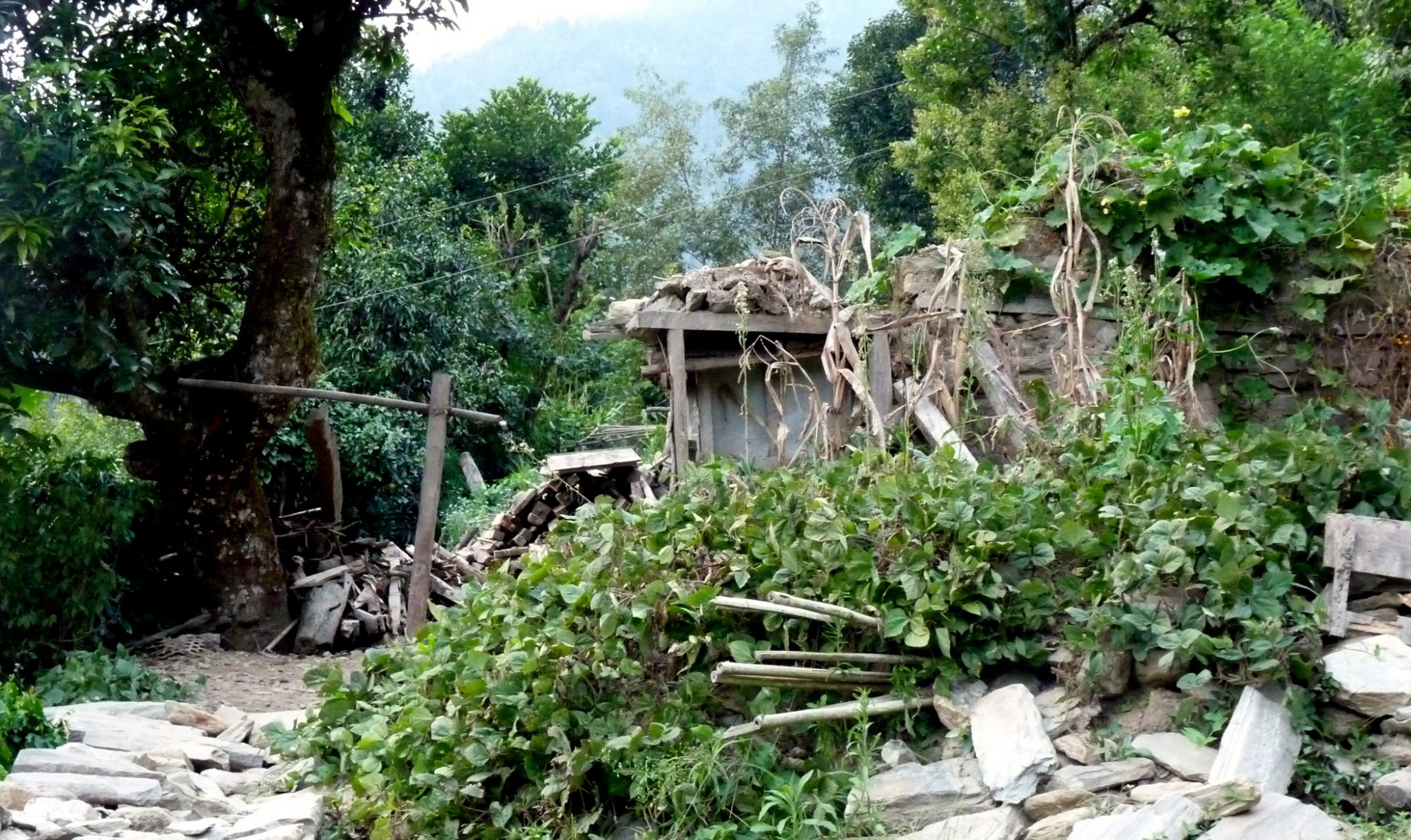 Foliage grows out of the remains of a house.
