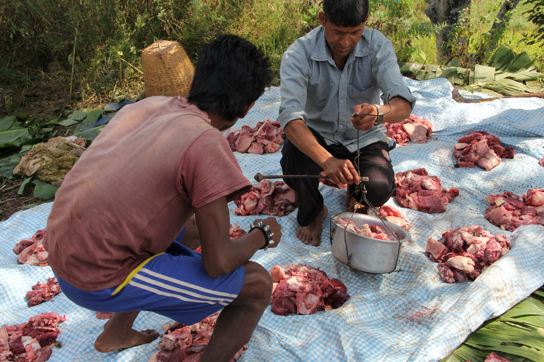 Villagers apportioning buffalo meat. During Dashain, outside every Hindu house, the ground is first sanctified and then either a buffalo or a goat is sacrificed. Eventually, the meat is used for the preparation of a big feast.